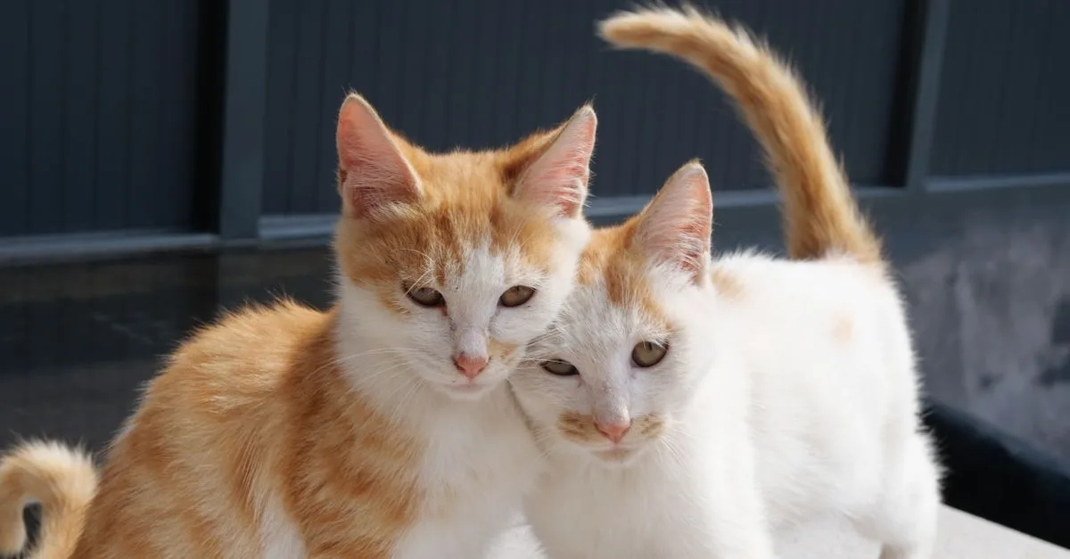 découvrez comment favoriser la coexistence harmonieuse entre les chats et les autres animaux ou humains grâce à des conseils pratiques et bienveillants.