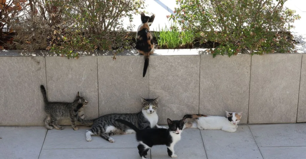 découvrez des conseils pratiques pour une coexistence harmonieuse avec votre chat, favorisant respect et bien-être mutuel.