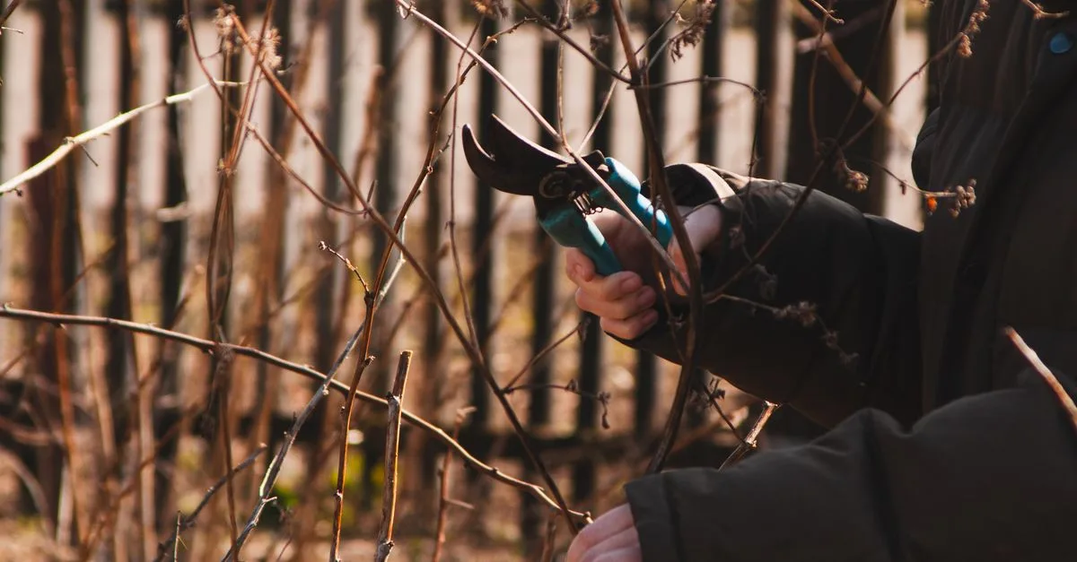 découvrez les meilleures techniques de taille des plantes pour favoriser leur croissance, améliorer leur santé et sublimer votre jardin.